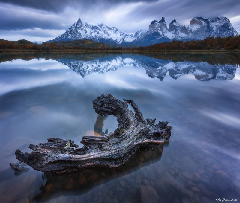 Фотогеничная корягаphoto preview