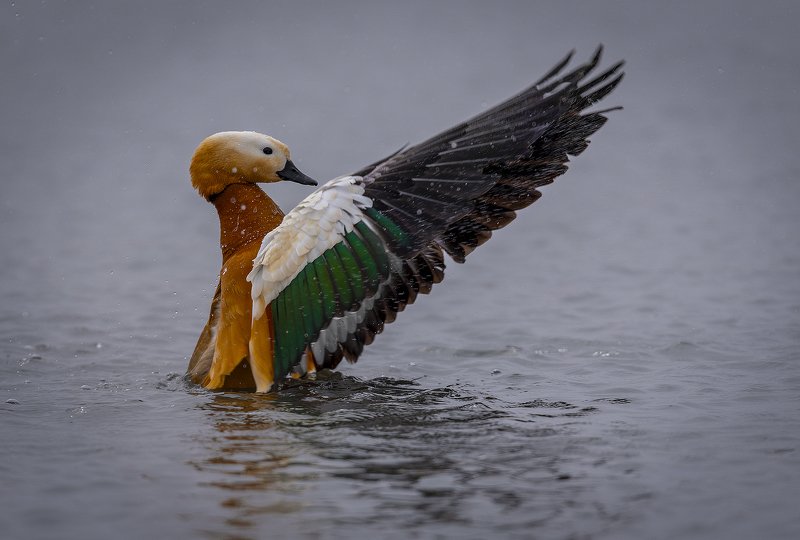 Утренняя зарядкаphoto preview