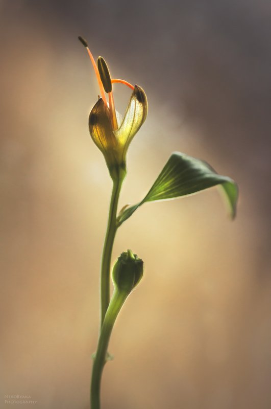 макро, цветы, природа, тычинки, macro, flowers, nature, stamens, альстермерия, Alstermeria ***photo preview