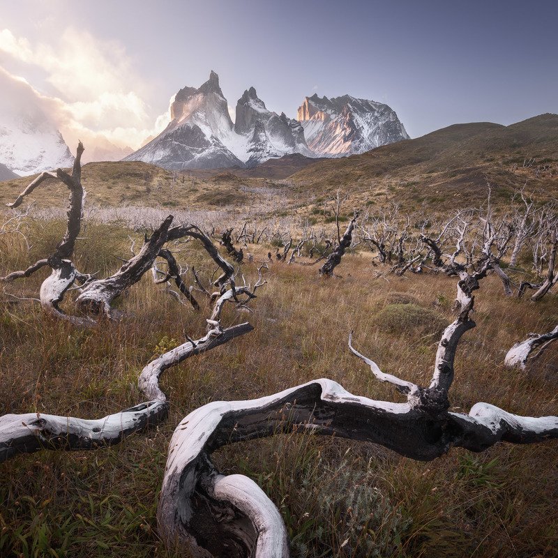 america, andes, beautiful, black, blue, branch, chile, clouds, cuernos, curved, dark, dead, del, dry, forest, glacier, grass, hiking, hill, ice, landmark, landscape, light, log, morning, moss, mountain, national, nature, outdoor, paine, park, patagonia, p The Thorny Wayphoto preview