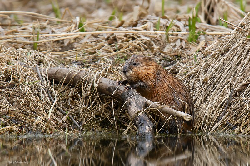 ПианинАphoto preview