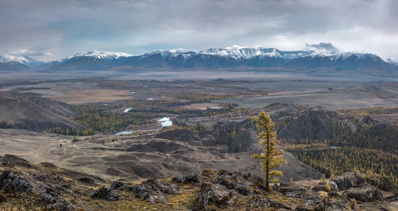 горы, алтай, горный алтай, северо-чуйский хребет, снег, ник васильев, курай, курайская степь, дерево, лиственница Курай.photo preview