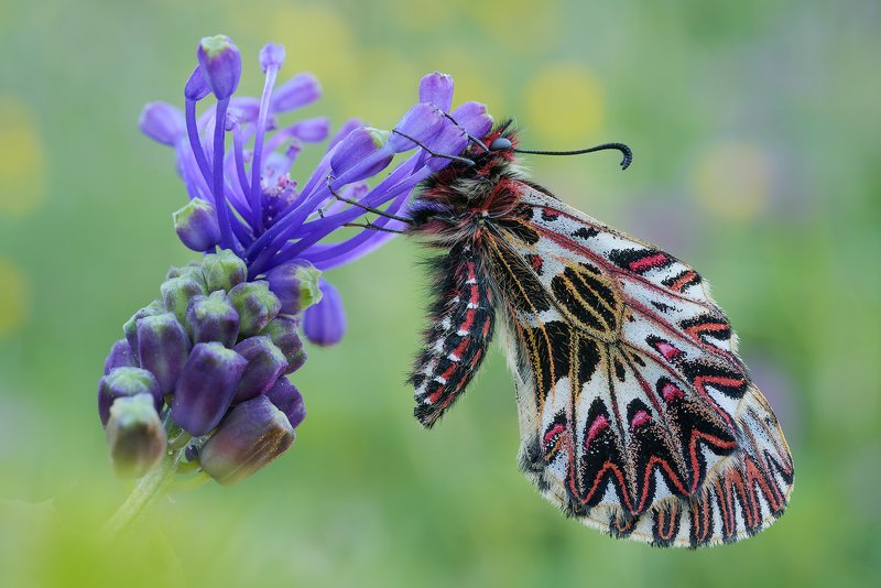 zerynthia cassandraphoto preview