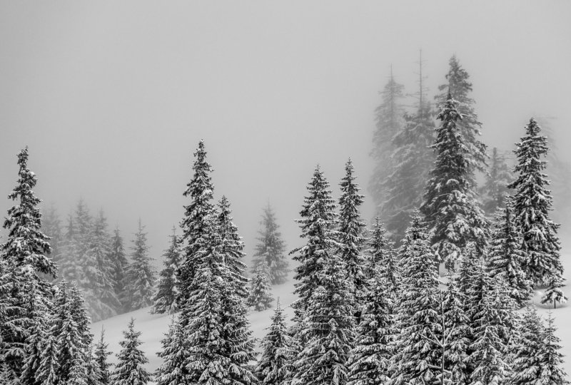 landscape winter mountains snow fog photography photo canvas wallpaper nature trees frame view  Winter in the Vladeasa Mountains. photo preview