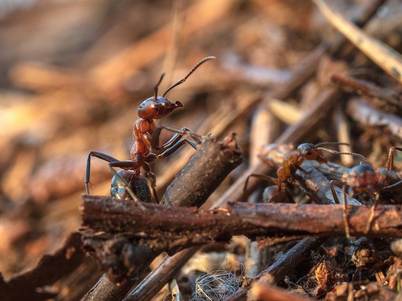 Муравьиная суетаphoto preview