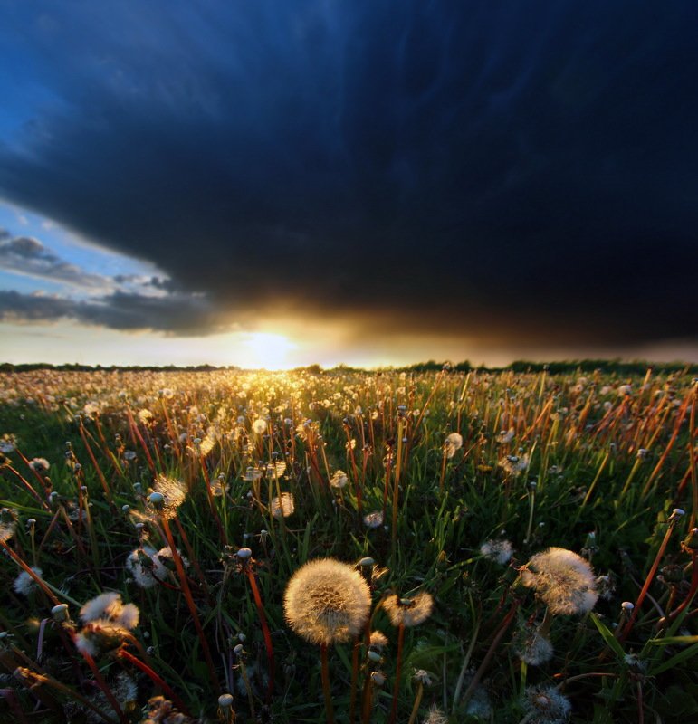 blowball field  Blowballs fieldphoto preview
