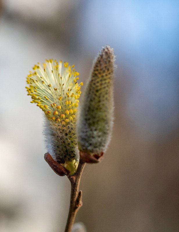 Вербнаяphoto preview
