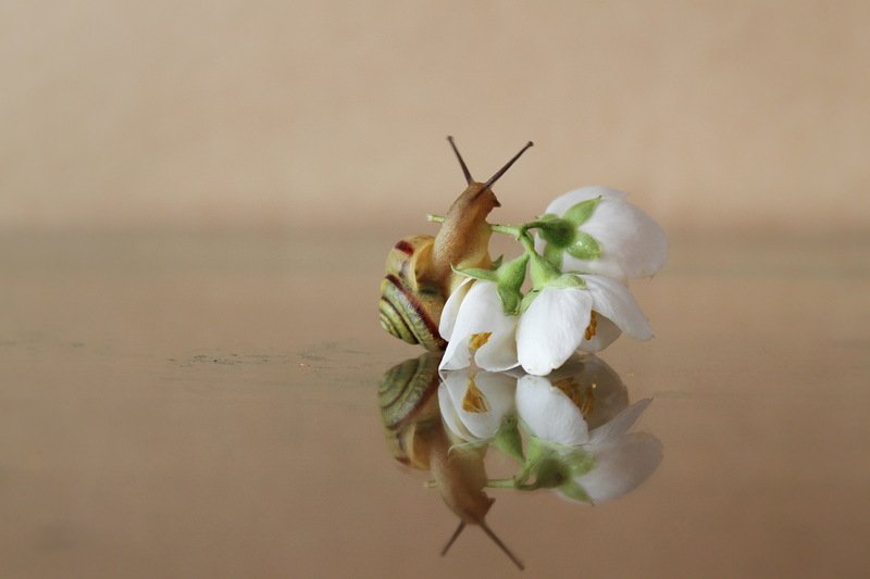 улитка ,  цветок, жасмин, весна в танце с веснойphoto preview