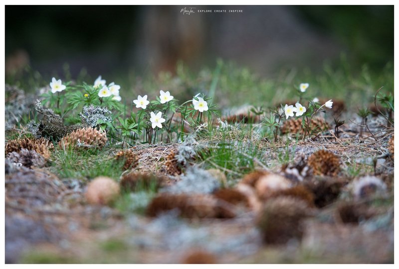 flowers,evening,nature,romania,silence Waitingphoto preview