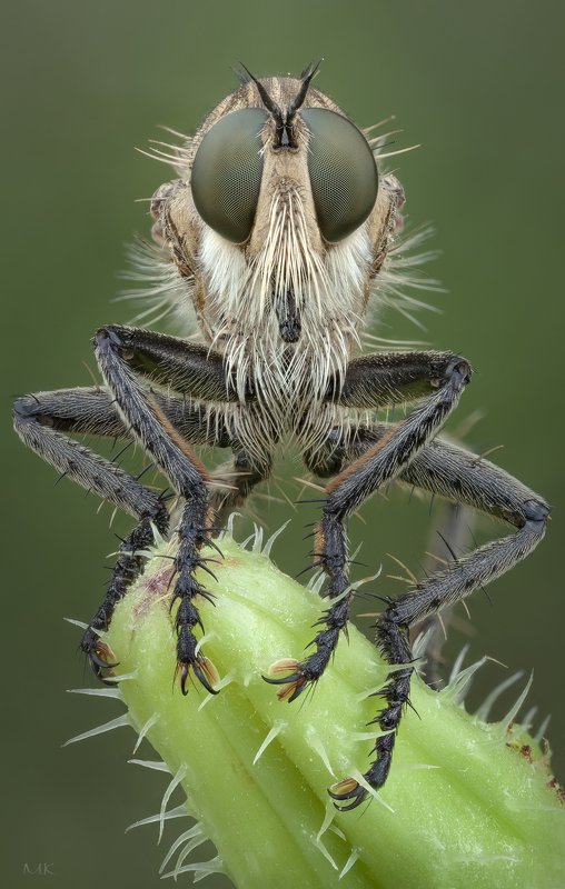 ктырь,  asilidae, robber fly Из серии \