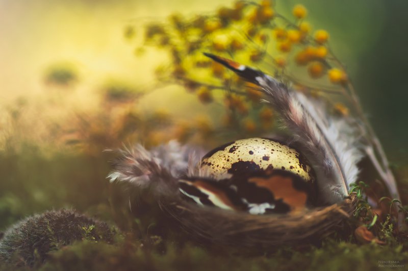 цветы, мох, мимоза, перья, яйцо, перепелка, боке, натюрморт, flowers, moss, mimosa, feathers, egg, quail, bokeh, still life, ***photo preview