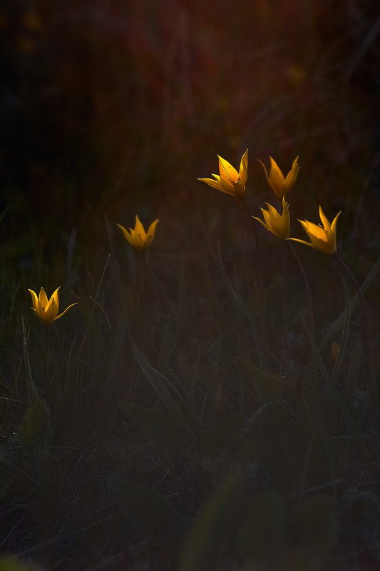 башкирия, южный урал, урал, орск, новотроицк, талкас, гадельша, сибай, зилаир. баймак, юлдыбаево, озеро талкас, водопад, водопад гаделша, пейзаж, лето, осень, качурин, зима, весна, ковыль Весенние Огоньки...photo preview