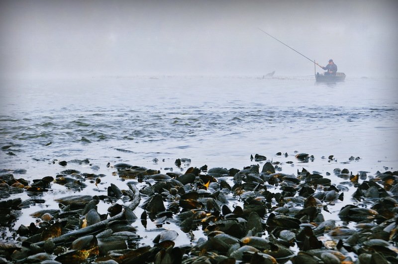 Мидии в молочном соусеphoto preview