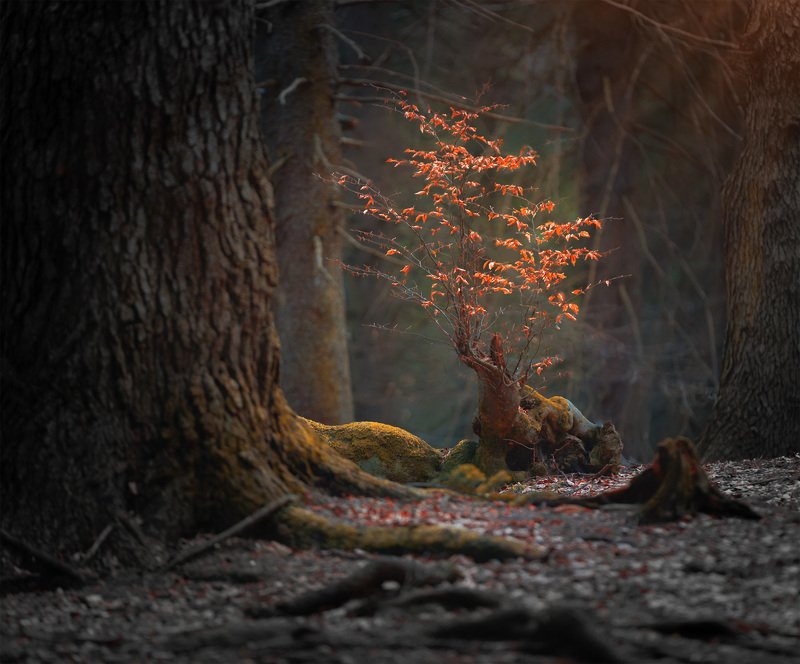 Мои фотографииphoto preview