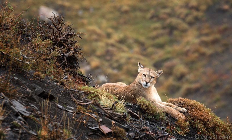 пума чили звери дикий мир животные Пумаphoto preview