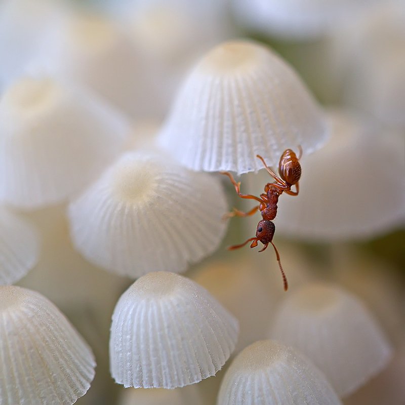 муравей, насекомое, грибы, природа, макро На распродаже зонтиковphoto preview