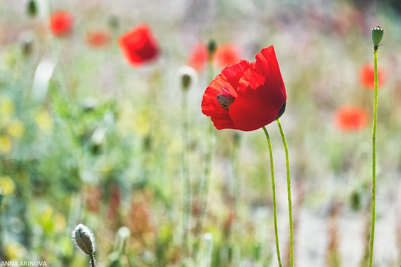 Макиphoto preview