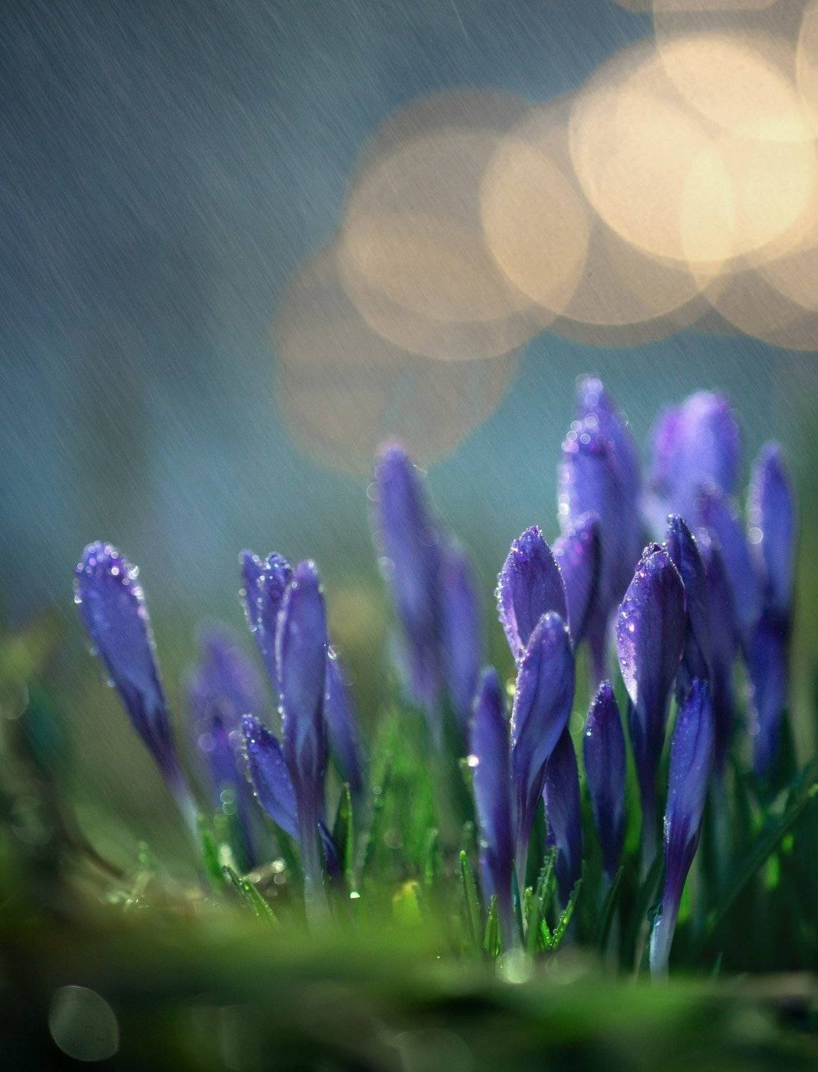 под дождиком.... Автор: Татьяна Пименкова макро, природа, капля, вода, цветы, весна, красота, волшебство, Татьяна Пименкова