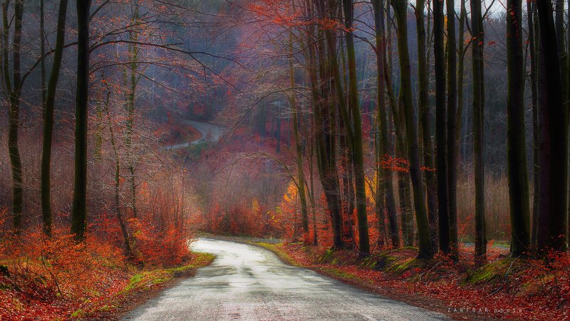 ностальгия по осени, осен,autumn,forest,nikon d750,nikon,zanfoar,czech republic,moravia,bohemia,чехия ностальгия по осениphoto preview