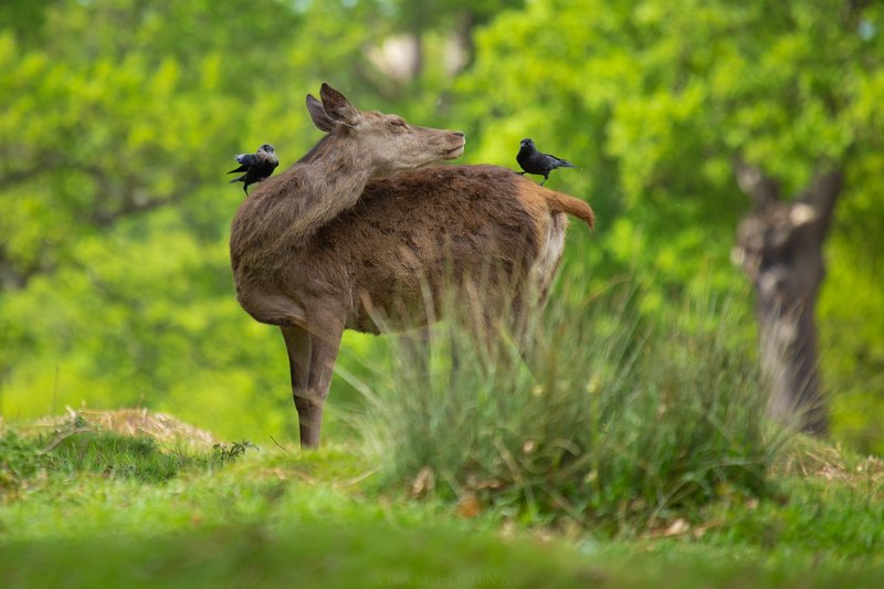 deer, red deer, wildlife, spring photo preview