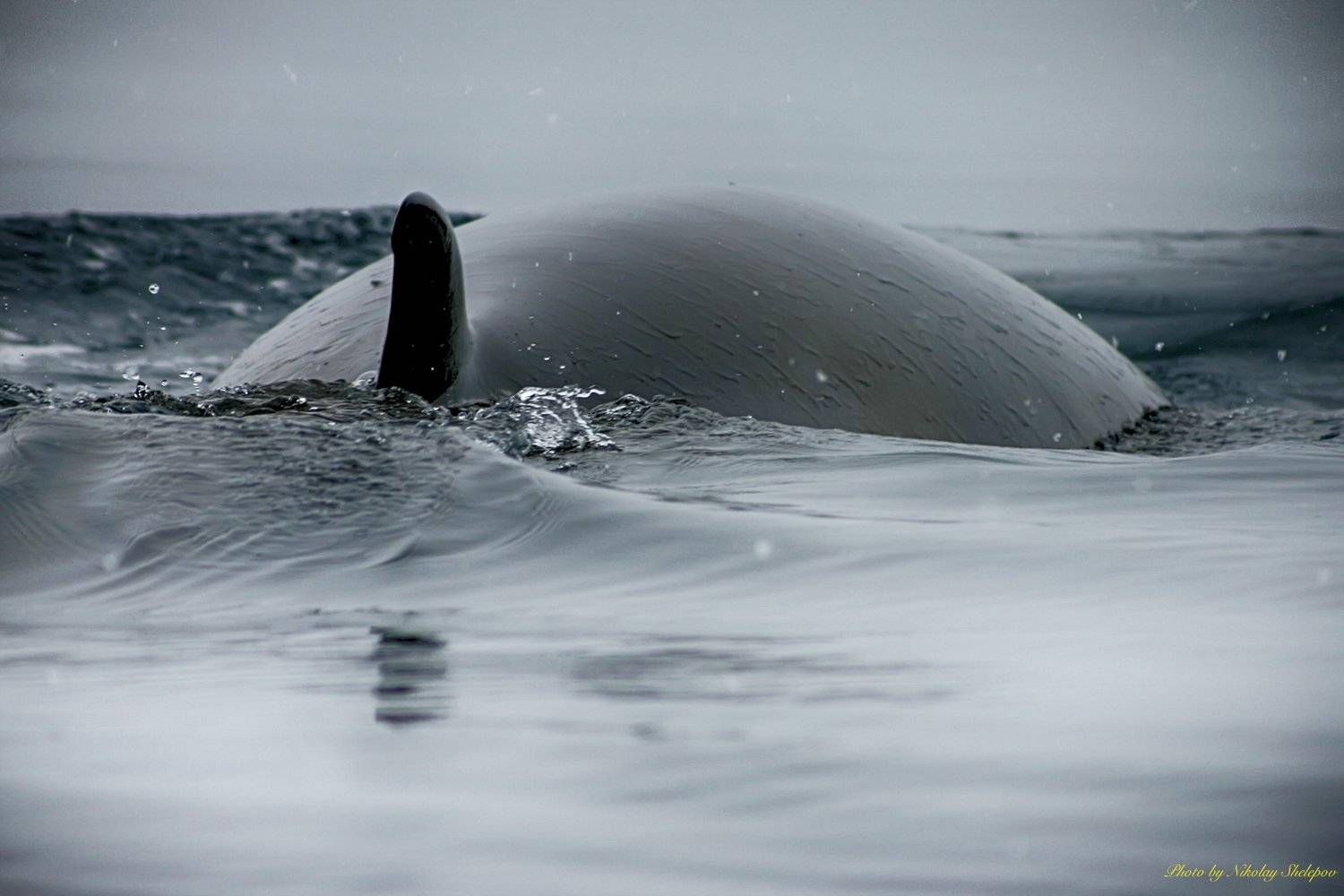 , Николай Шелепов