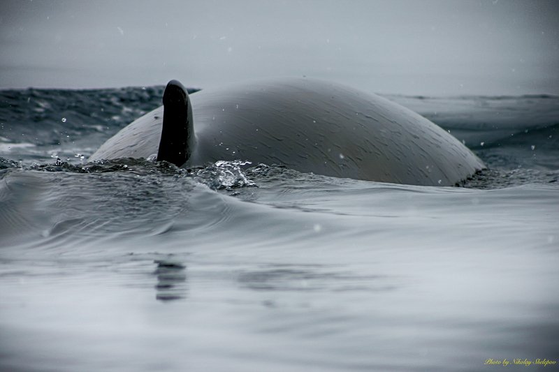 Антарктида 52 фото превью