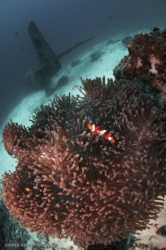 underwater phillipines blue deep diver wreck aircraft airplane anemone amphiprione Пора в отпуск...photo preview