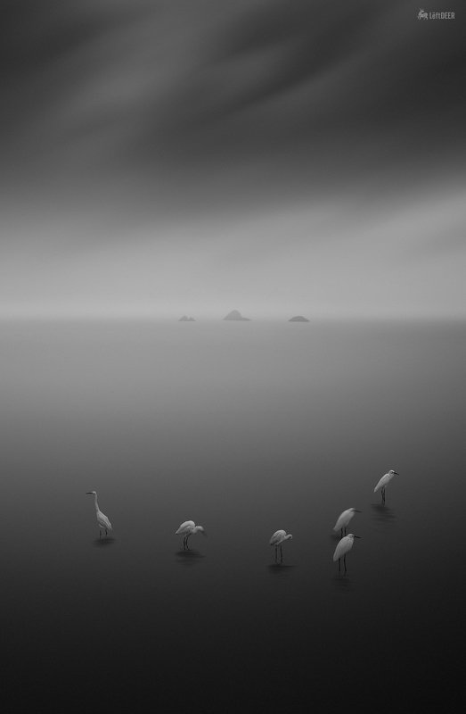 black & white,landscapes,reef,sea,travel,light and shadow,wenzhou,china,ecology,heron,bird East Sea Heronphoto preview
