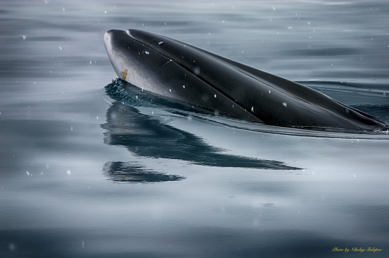 Антарктида 53 фото превью