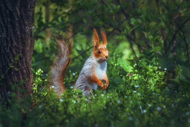 moment, момент, beautiful, красивый,  nature, природа, canon 55-250,  animal, животное,  forest, лесное, red, рыжая, squirrel, белка,  greenery, зелень,  spring, весенняя, joy, радость, Радуясь весеннему солнышку! :)photo preview