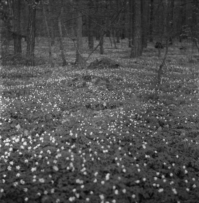 Калининградская областьphoto preview