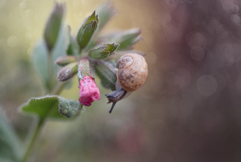 улитка, макро, красота, природа, цветы, весна, snail, spring, macro, nature Одним солнечным днёмphoto preview