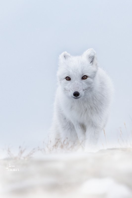 Polarfoxphoto preview