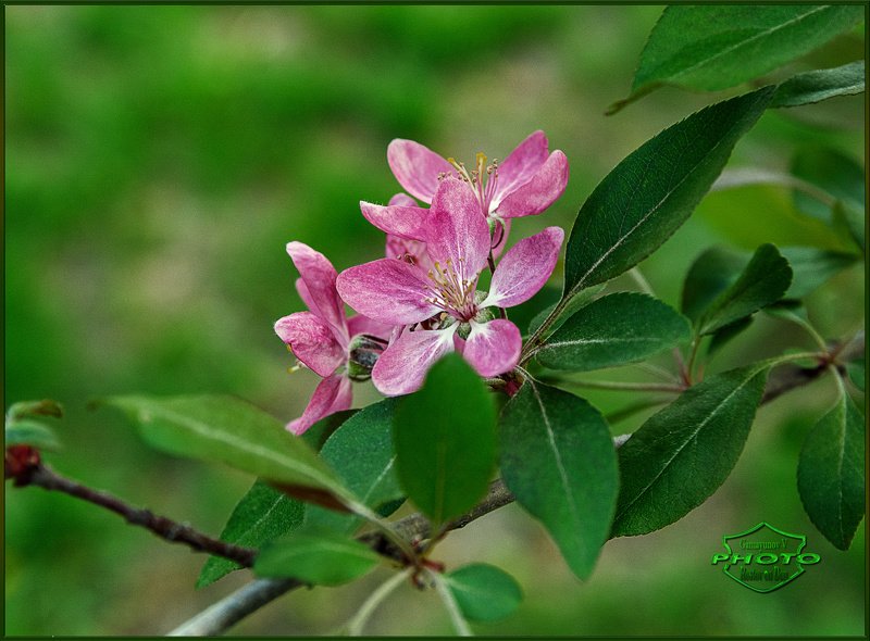 вестник весныphoto preview