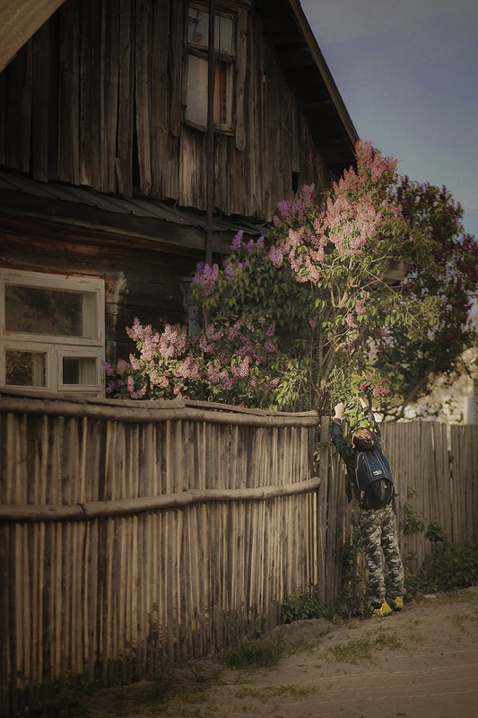 Сиреньphoto preview