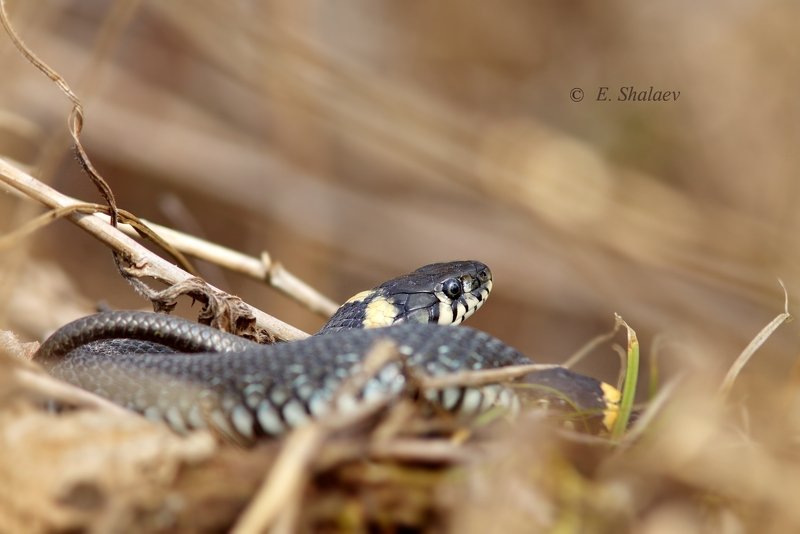 обыкновенный уж,уж,змея,рептилия,фотоохота, Обыкновенный ужphoto preview