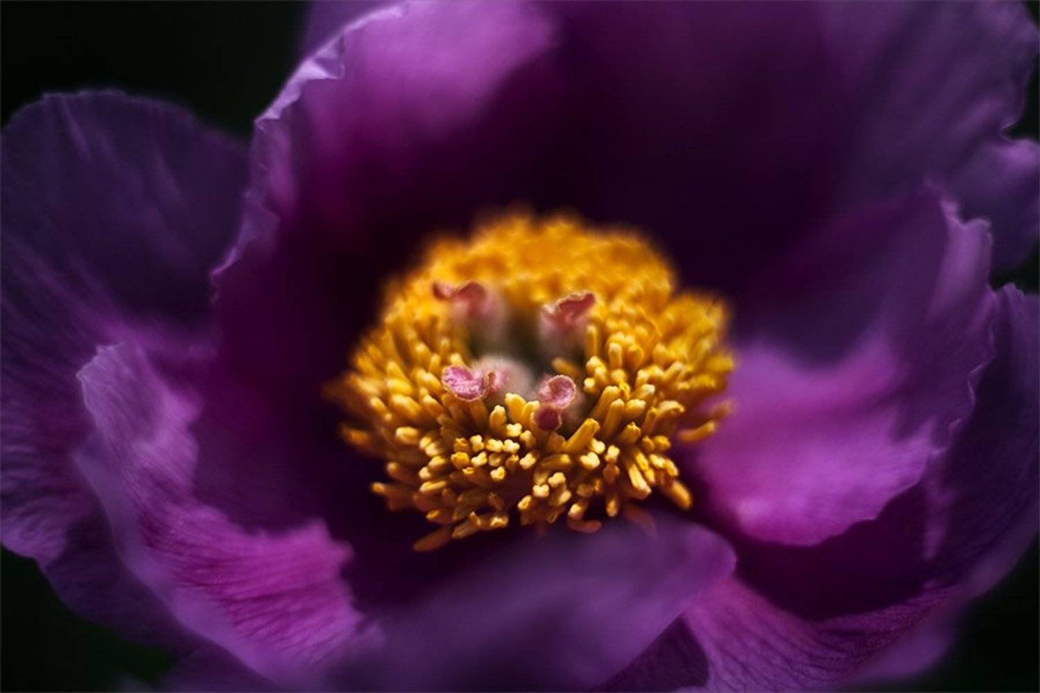 , Наталья Ова