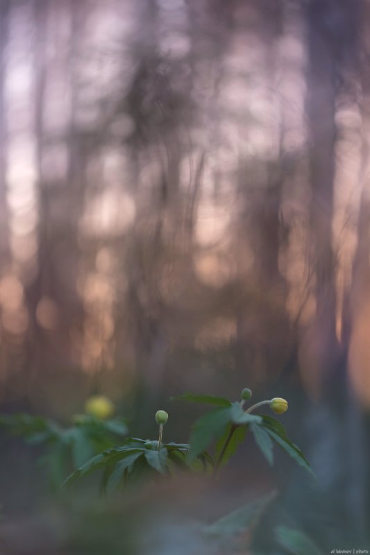 Вечерний звонphoto preview