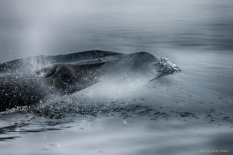 Антарктида 55 фото превью