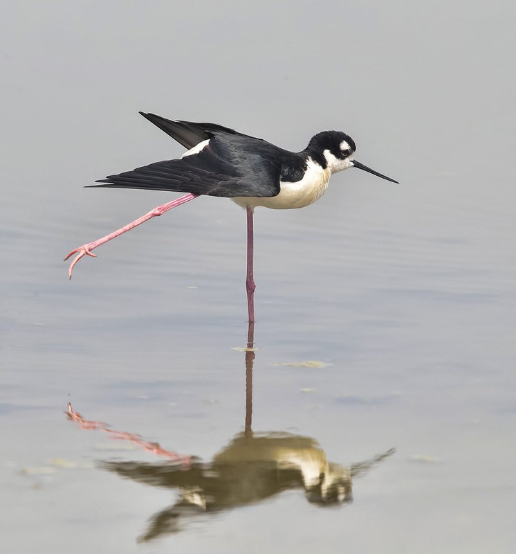 black-winged stilt, ходулочник, tx, texas Black-winged stilt - Ходулочникphoto preview