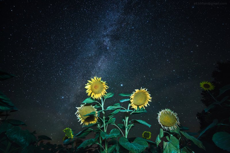 Тула, млечный путь, ночная съёмка, подсолнухи Август в Тульской областиphoto preview
