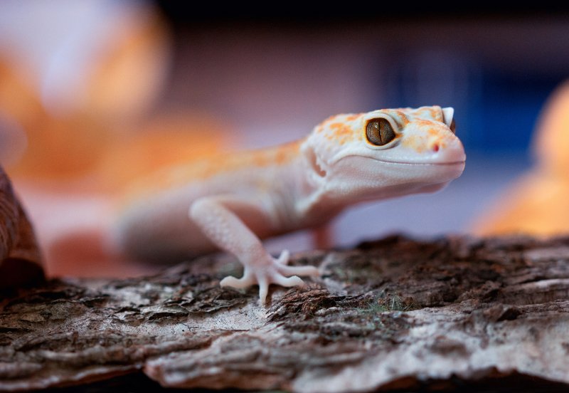 Нежданный гостьphoto preview