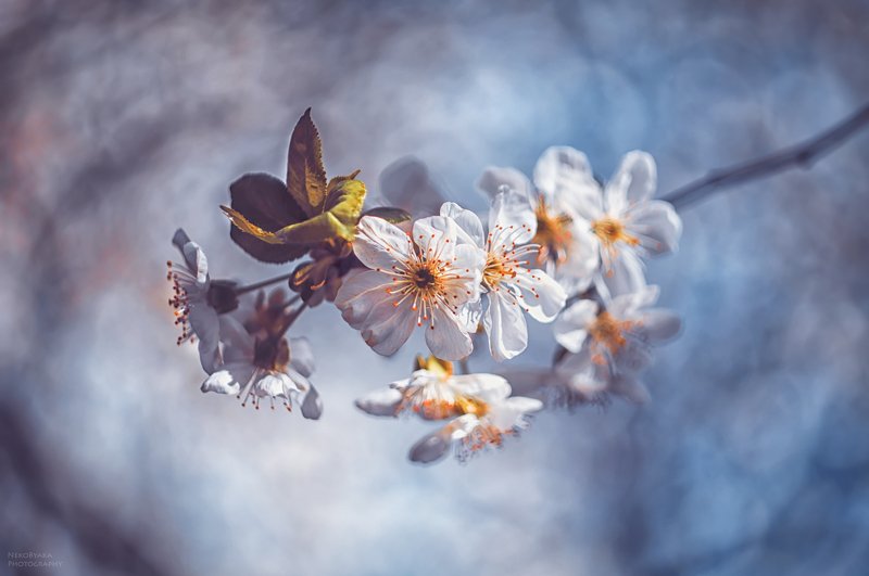 природа, растения, цветы, деревья, вишня, весна, боке, nature, plants, flowers, trees, cherry, spring, bokeh Веточка весныphoto preview