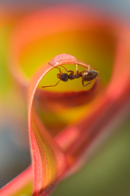 Радуга.photo preview