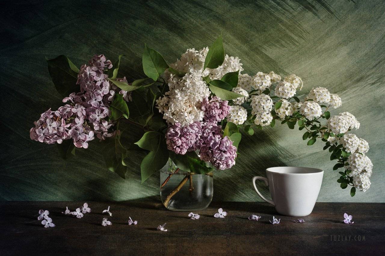 сирень, спирея, весна, цветки невесты, Владимир Тузлай