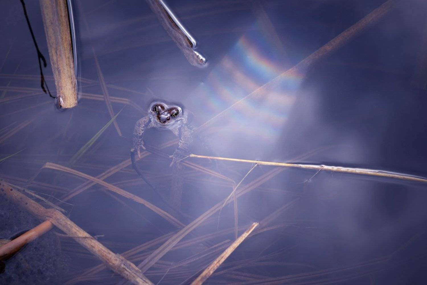 Лягушонок и радуга (вариант 2). Автор: Марина Никифорова , Марина Никифорова