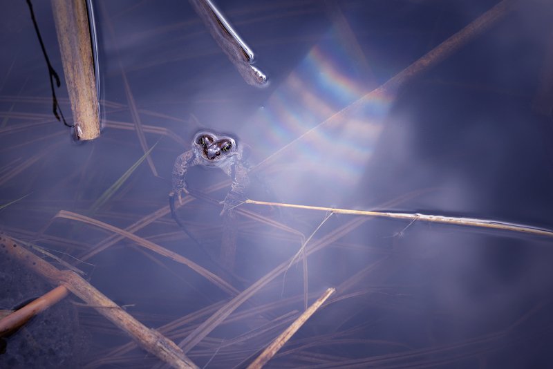 Лягушонок и радуга (вариант 2)photo preview