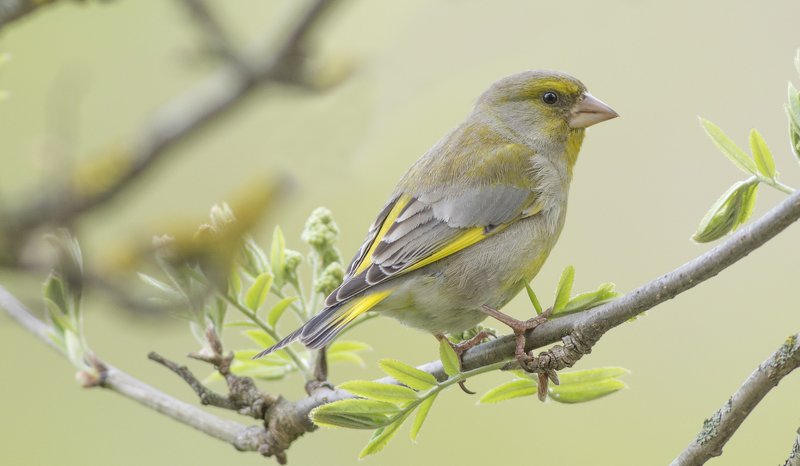 Лесная канарейка.photo preview