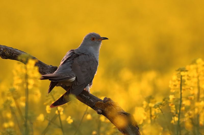 Kuku! фото превью