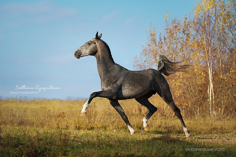 horse, лошадь, лошади, portrait Адаир Шаэльphoto preview
